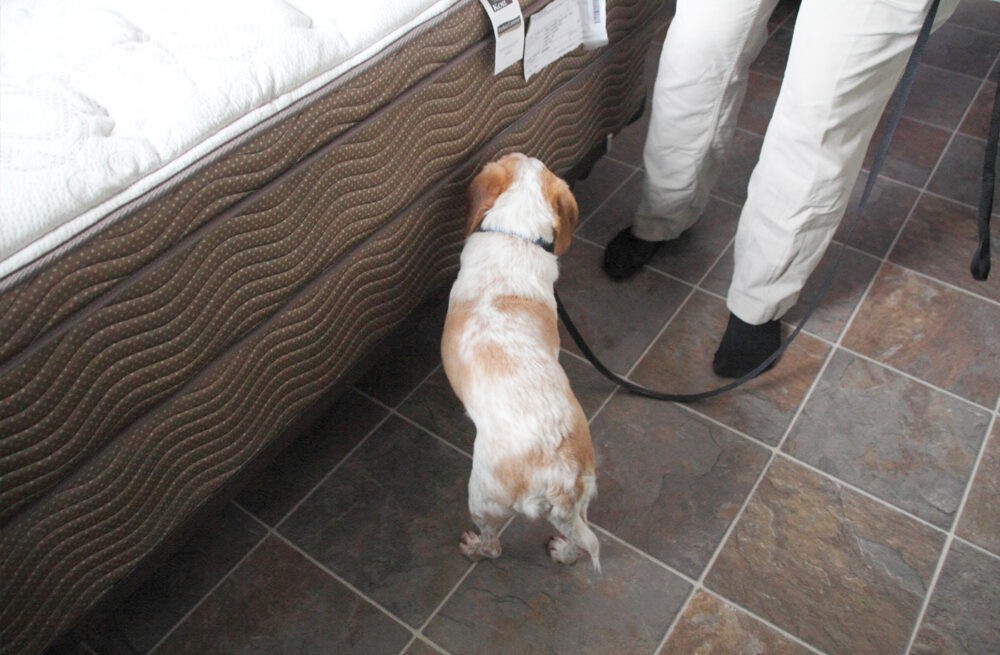 K-9 Units: A New Frontier in Bed Bug Detection