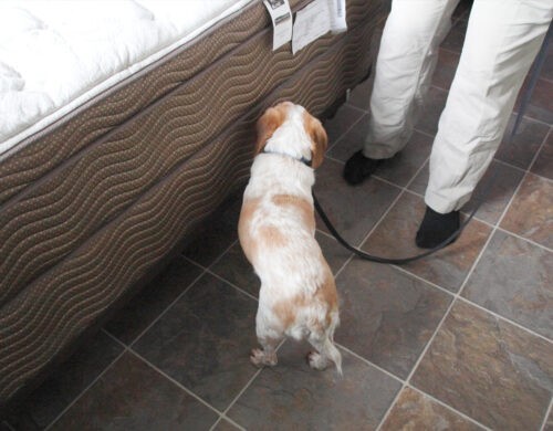 K-9 Units: A New Frontier in Bed Bug Detection