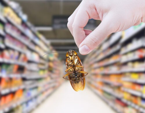 Pest Control for Retail Facilities in South Jersey