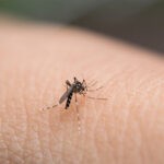 West Nile Virus: A Growing Concern for Hotels