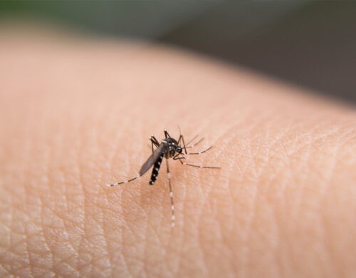 West Nile Virus: A Growing Concern for Hotels