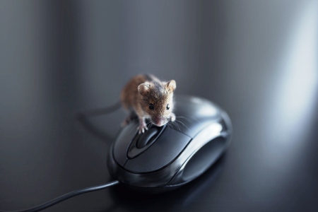 Commercial Exterminators With Offices in Medford Lakes, NJ 3