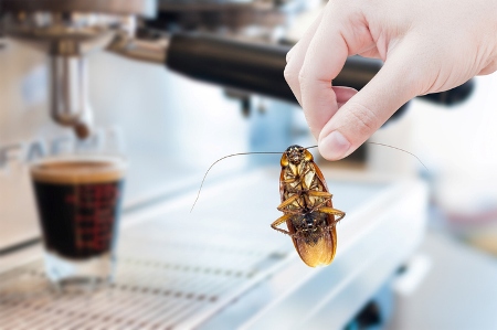 Commercial Exterminators With Offices in Tabernacle, NJ